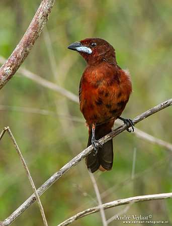 Fluweeltangare / Silver-beaked Tanager - Hannover Savanne