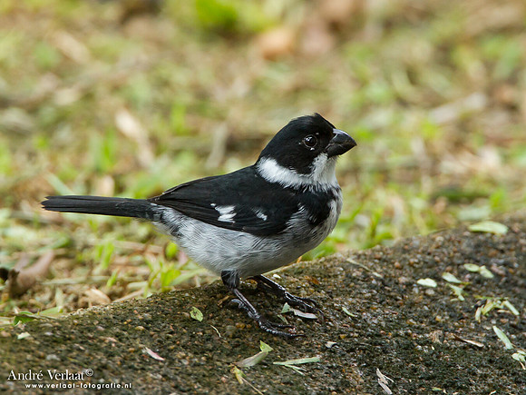 Bont Dikbekje / Wing-barred Seedeater - Commewijne