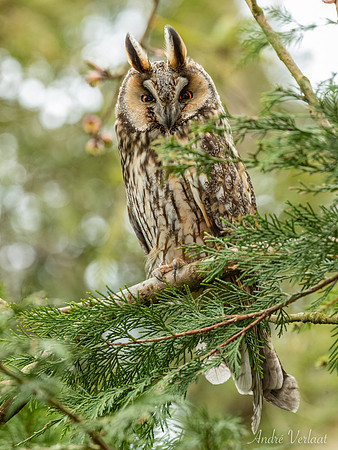 Ransuil / Long-eared Owl - Wognum