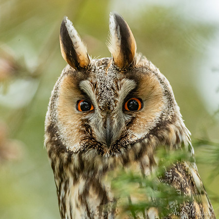 Ransuil / Long-eared Owl - Wognum