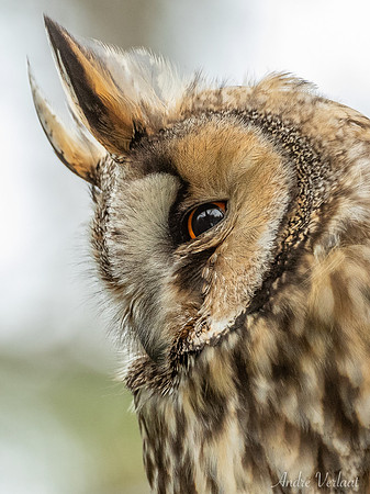 Ransuil / Long-eared Owl - Wognum
