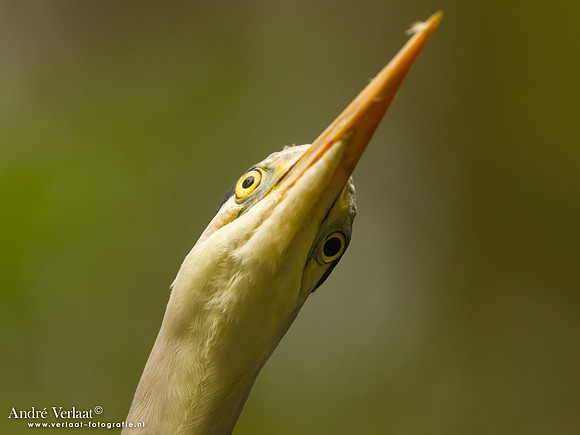 Blauwe Reiger / Grey Heron - Drunen
