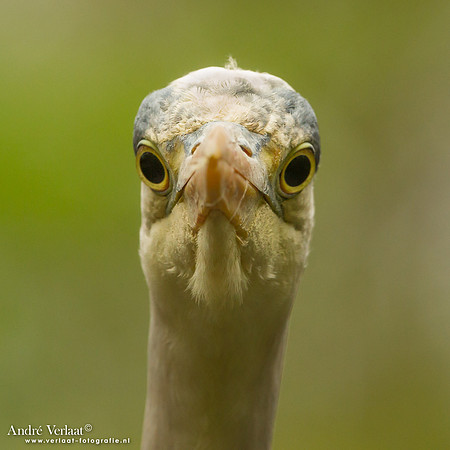 Blauwe Reiger / Grey Heron - Drunen