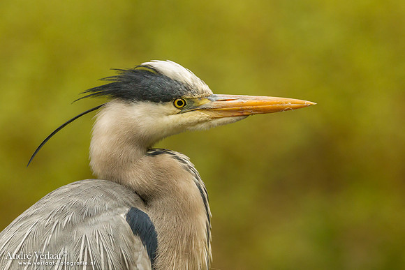 Blauwe Reiger / Grey Heron - Drunen
