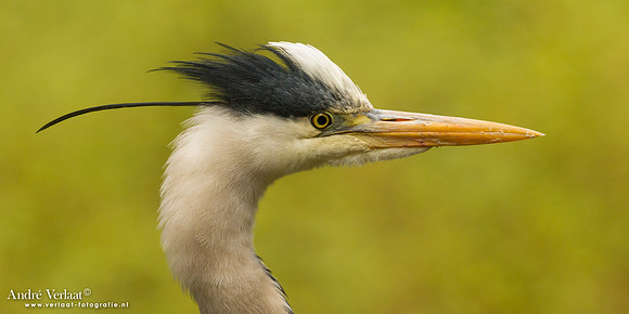 Blauwe Reiger / Grey Heron - Drunen