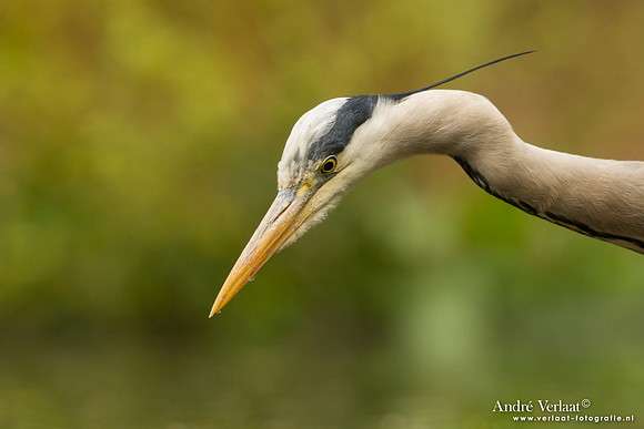 Blauwe Reiger / Grey Heron - Drunen