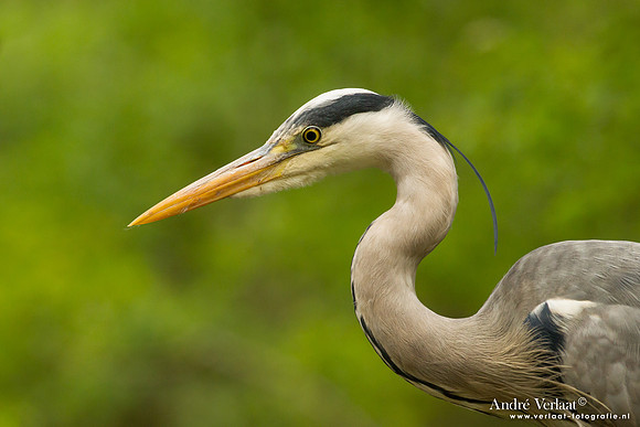 Blauwe Reiger / Grey Heron - Drunen