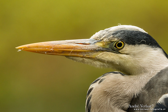 Blauwe Reiger / Grey Heron - Drunen