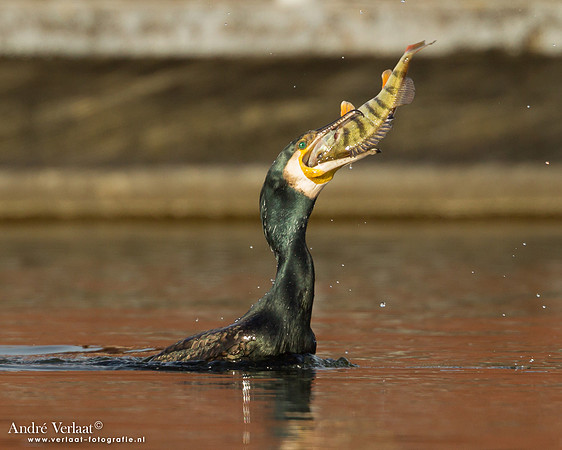 Aalscholver / Great Cormorant - Den Oever