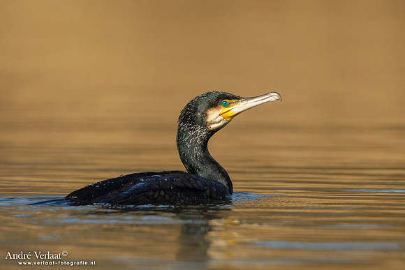 Aalscholver / Great Cormorant - Den Oever