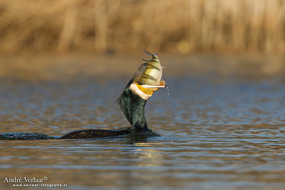 Aalscholver / Great Cormorant - Den Oever