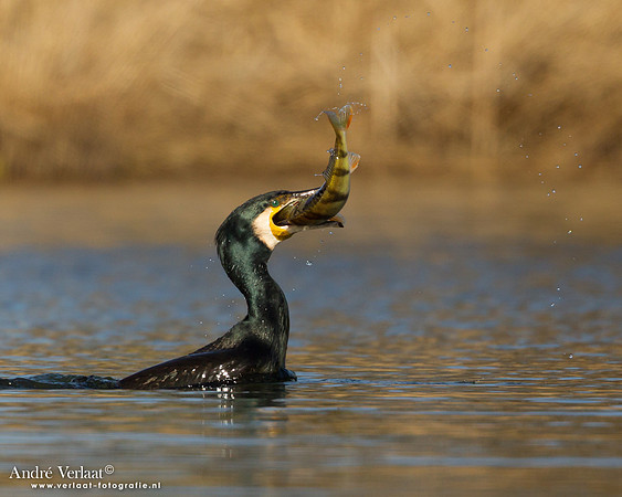 Aalscholver / Great Cormorant - Den Oever