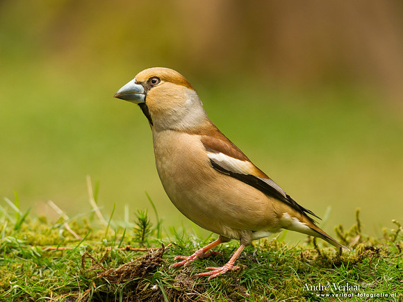 Appelvink / Hawfinch - Drunen