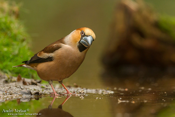 Appelvink / Hawfinch - Drunen