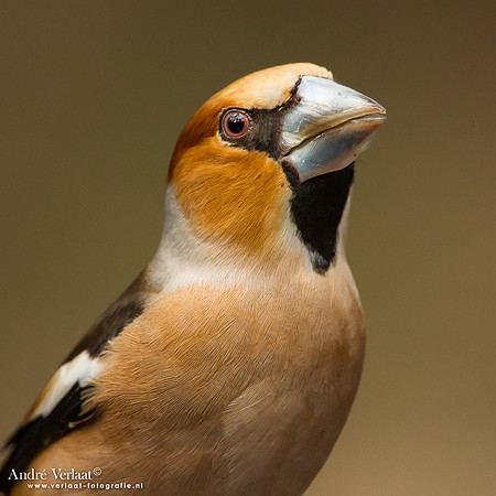 Appelvink / Hawfinch - Drunen