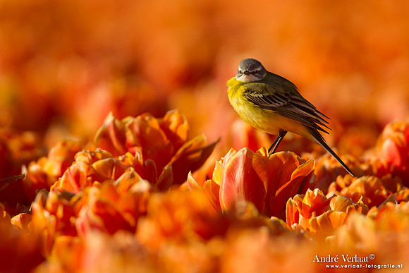 Gele Kwikstaart / Western Yellow Wagtail - Wognum