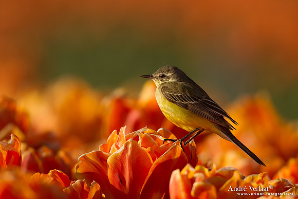 Gele Kwikstaart / Western Yellow Wagtail - Wognum