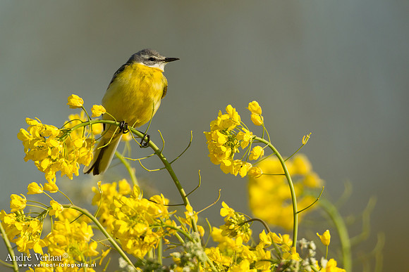 Gele Kwikstaart / Western Yellow Wagtail - Wognum