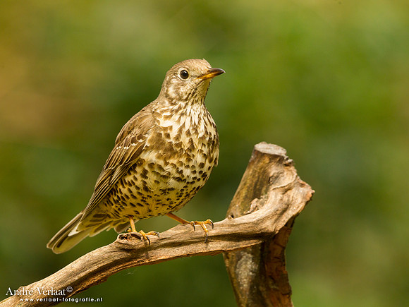Grote Lijster / Mistle Thrush - Drunen