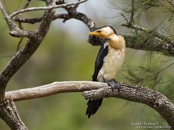 Kleine Bonte Aalscholver / Little Pied Cormorant - Bowra Sanctuary