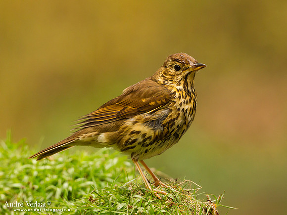 Zanglijster / Song Thrush - Drunen