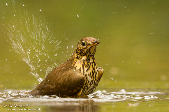 Zanglijster / Song Thrush - Drunen