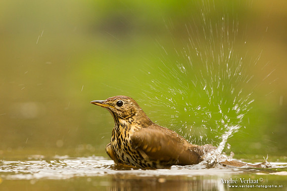 Zanglijster / Song Thrush - Drunen