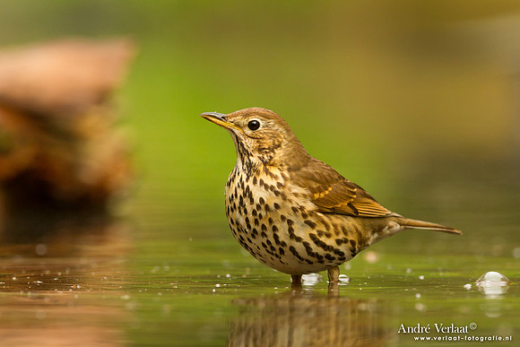 Zanglijster / Song Thrush - Drunen