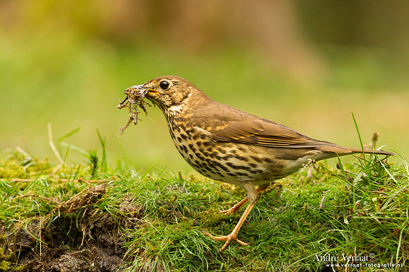 Zanglijster / Song Thrush - Drunen