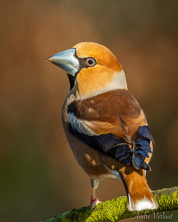 Appelvink / Hawfinch - Oss