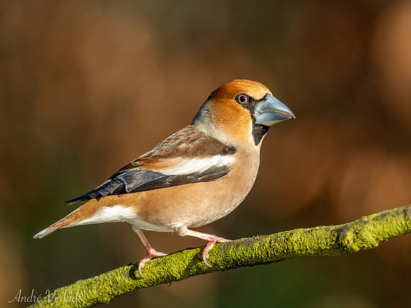 Appelvink / Hawfinch - Oss