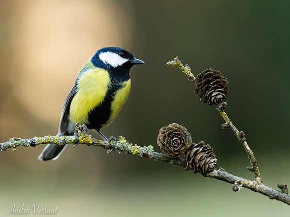 Koolmees / Great Tit - Oss