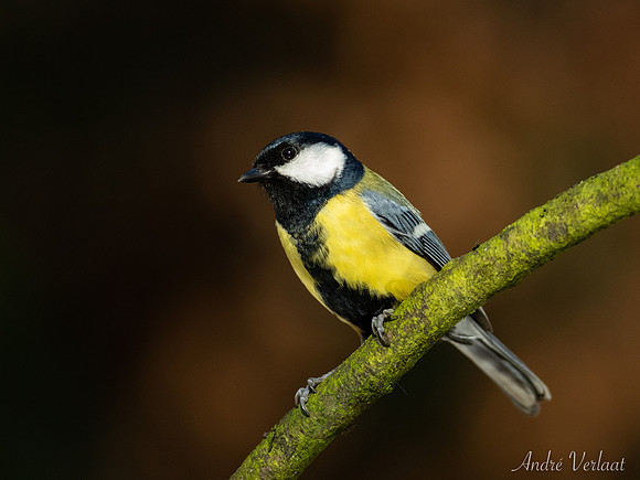 Koolmees / Great Tit - Oss