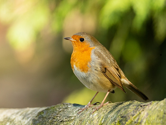 Roodborst / Robin - Oss