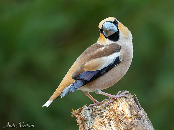 Appelvink / Hawfinch - Oss