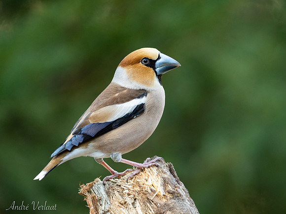 Appelvink / Hawfinch - Oss