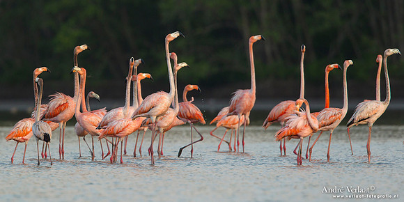 Caribische Flamingo / Greater Flamingo - Bigi Pan