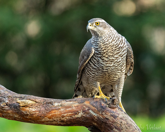 Havik / Northern Goshawk - Oss