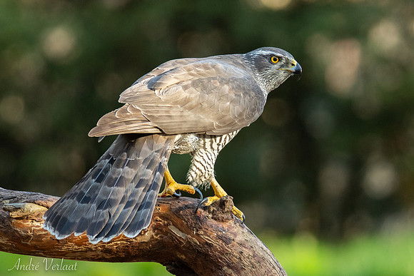 Havik / Northern Goshawk - Oss