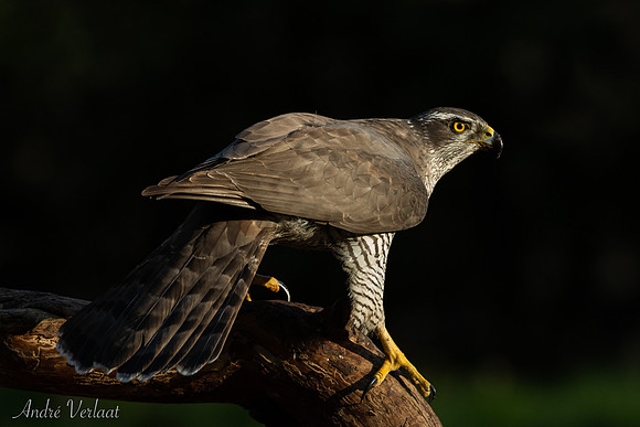 Havik / Northern Goshawk - Oss
