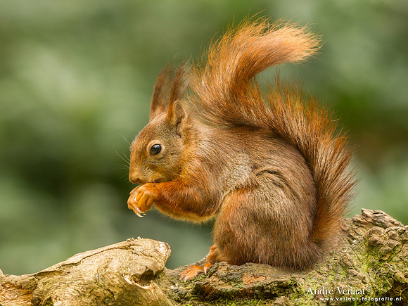 Eekhoorn - Red Squirrel / Drunen