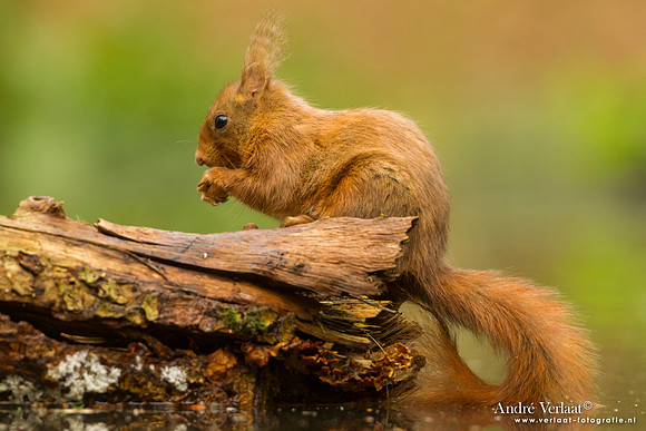 Eekhoorn - Red Squirrel / Drunen