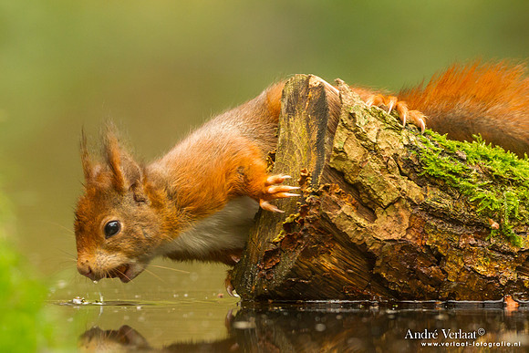 Eekhoorn - Red Squirrel / Drunen
