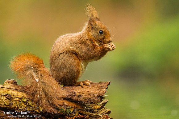 Eekhoorn - Red Squirrel / Drunen