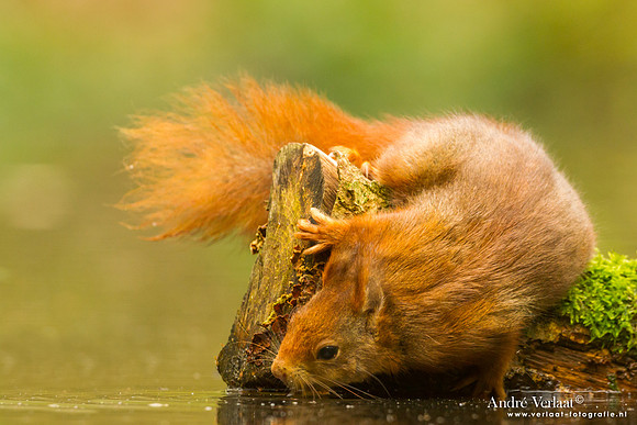 Eekhoorn - Red Squirrel / Drunen
