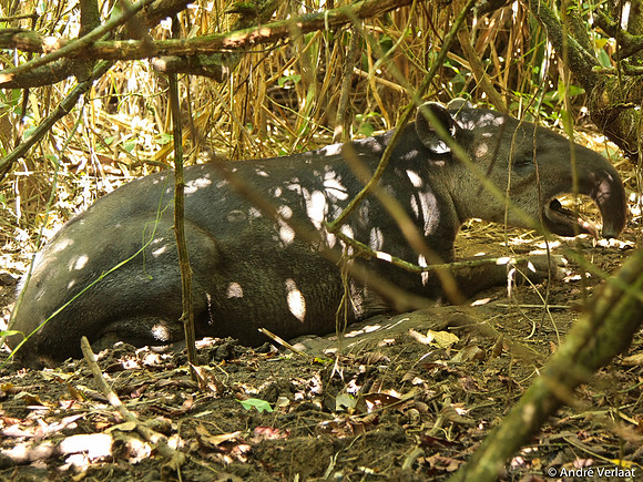 Midden Amerikaanse Tapir / Baird's Tapir - Corcovado NP, Costa Rica