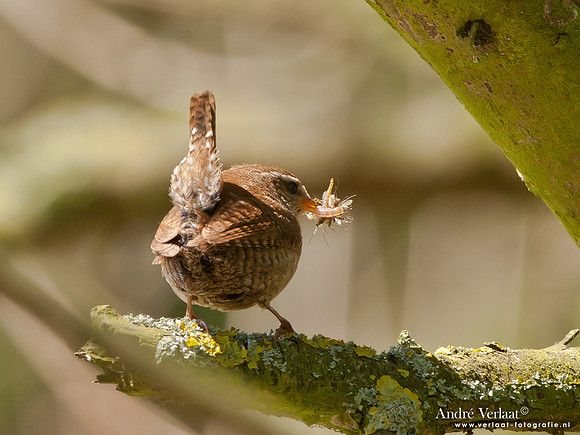Winterkoning / Winter Wren - Oostvaardersplassen