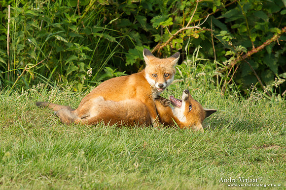 Vos / Red Fox - Zoetermeer