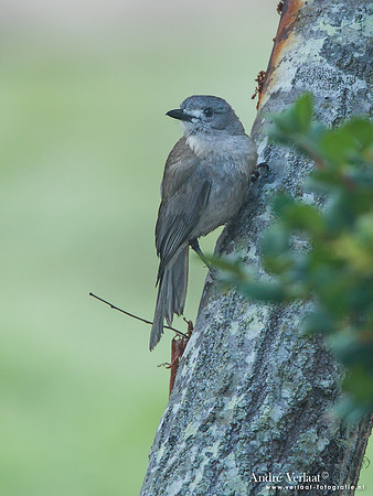 Grijze Lijsterdikkop / Grey Shrike-thrush - Fraser Island
