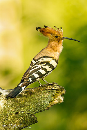Hop / Hoopoe - Tiszagyenda